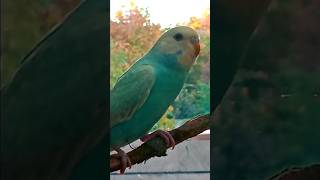 Beautiful Baby Budgie [upl. by Reinal]