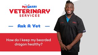 Bearded Dragon Care 101 How To Keep Your Bearded Healthy From PetSmart Veterinary Services [upl. by Zoller]