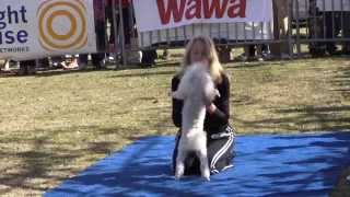 Dogs do frisbee hoop tricks at a Regatta dog show [upl. by Benilda]