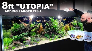 8ft Utopia Aquarium Adding Larger Fish To The Ecosystem [upl. by Nyleaj]