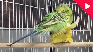 Budgies Parrots Mating Video  Budgies Breeding Season  Birds and Beyond [upl. by Alim]