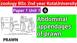 abdominal appendages of prawn [upl. by Adamson]