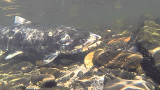 Fall Chinook Salmon Clearwater River Idaho GoPro Video [upl. by Hcelemile478]