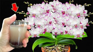 1 Cup a Week Any Orchid Will Grow Hundreds Of Orchid Flowers [upl. by Mond807]