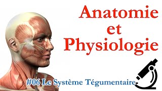 Anatomie et Physiologie 06 Le Système Tégumentaire [upl. by Campney557]