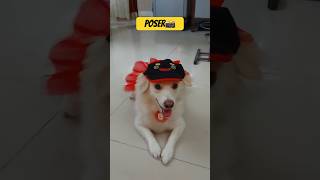 Transition 📸🐶shorts youtubeshorts viral trending photography pomeranian song tamil [upl. by Ria]