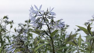 Amsonia Storm Cloud Bluestar  Terrific MultiSeason Native Perennial [upl. by Jemmie]