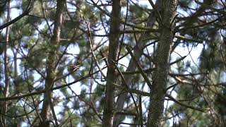 Longtailed Tit jump along [upl. by Merci274]