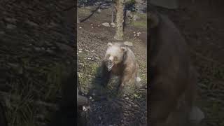 THE BEAR WHISPERER reddeadredemption rdr2 funnymoments fyp [upl. by Kinsman]