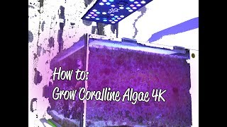 Coralline Algae in a bottle time lapse and review [upl. by Alliuqahs372]