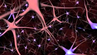 Neurons and What They Do  An Animated Guide [upl. by Marlie]