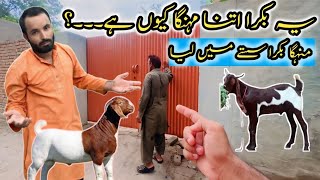 Ap Ne Aysa Bakra Kabhi Nahi Dekha Ho Ga🙋🙅‍♂️bakra awaralarka travelvlog vlogs [upl. by Uta383]