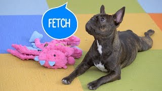 How to Teach Your Dog to Fetch  Chewy [upl. by Faxun]