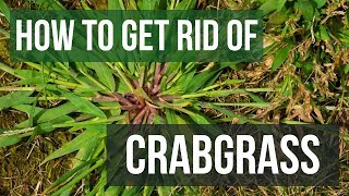 How to Get Rid of Crabgrass Using Ortho® Weed B Gon® Plus Crabgrass Control [upl. by Aicittel190]