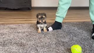 Morkie puppies growing up Puppy Time Lapse Seconds everyday from birth to 8 weeks [upl. by Danny]