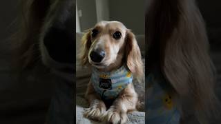 Miniature long haired Dachshund ready to go for a walk dachshund dog [upl. by Cathi]