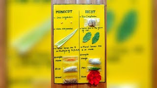 Monocot amp Dicot  Whats diffrence between them  5th Grade Activity  by Irmish Khan [upl. by Cummings]