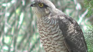 Gavilán común Accipiter nisus Eurasian Sparrowhawk [upl. by Brook642]