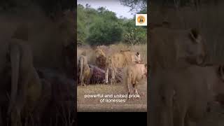 Lions Attack Each Other Attacking Male Lion to Protect Their Cubs LionsAttackEachOther short [upl. by Normi272]