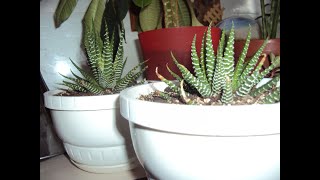 Хавортия ПолосатаяHaworthia fasciata3 Запущенное растение 2я пересадка из мокрого грунта со мхом [upl. by Ahserak]