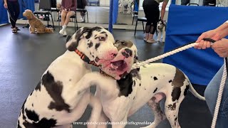 Funny Harlequin Great Dane Twins Try To Pay Attention At Puppy School [upl. by Schechter]