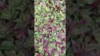 Tradescantia Zebrina Zebrinha Vamos Apreciar um Tapete de Zebrinha Bora lá [upl. by Aihsek]