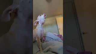 Ellie the chihuahua doing some cute howling chihuahuanation cleantok cleaninghacks housewash [upl. by Gibbons]