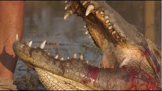 This Is Africa S5 Ep1 Crocodile Gun Battle [upl. by Armat]