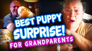 Best Puppy Surprise for Grandparents amp Elderly Compilation  Get the tissues  Surprise Puppy React [upl. by Binnings883]