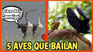 Flamencos realizando un fantástico baile de cortejo [upl. by Nerta]