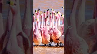 Did You Know A Group of Flamingos is Called [upl. by Thorley]