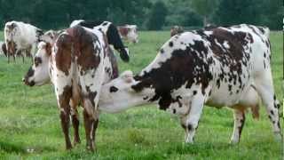 Vaches sélectionnées pour la régulation de la production laitière [upl. by Nrubyar]