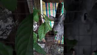 PAGKAIN NA PAMPABILIS LUMAKI NG RABBIT  A SECRET FOOD FOR RABBIT TO GROW FAST  RABBIT FARMING [upl. by Olinad]