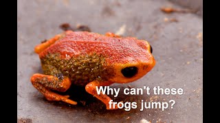 Why cant these frogs jump [upl. by Euqilegna674]