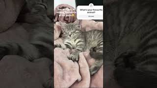 Trying ringodanyan s trend cat catlover cute cutecat kitten [upl. by Oiramat]