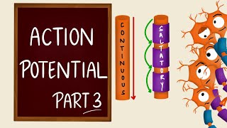 Conduction of nerve impulse  Action Potential Propagation  Saltatory Conduction  Nerve Physiology [upl. by Burner]