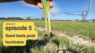 Episode 5  Vidalia onion seed bed update  post Hurricane Helene [upl. by Iridis]