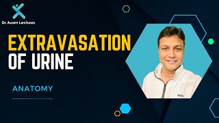 Extravasation of Urine  Anatomy  Dr Azam [upl. by Apicella]