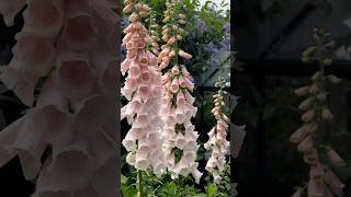 Foxglove gardenflowers flower garden nature gardening gardeningideas [upl. by Kuehn]