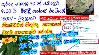 කුරුදු කොල හොයාගන්න පුලුවන්නම් කොල 50 ක් රුපියල් 2400 විකුණන්න පුලුවන් කවුරුවත් නොකියන රහස් [upl. by Gingras]