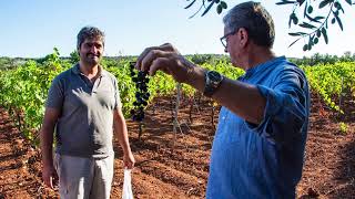 Collecting Samples Before Harvest  Italy Wine Experience 20230902 [upl. by Sathrum]