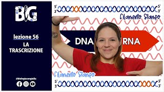 La TRASCRIZIONE  da DNA a RNA [upl. by Arenat]