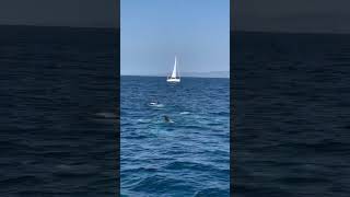 Gorgeous pod of Risso’s Dolphin we spotted off the coast of Dana Point ✨ Video by oceanluvr4ever [upl. by Samy]