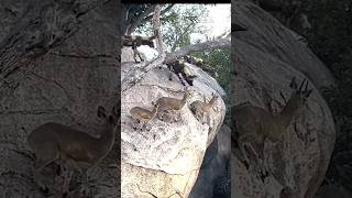 Klipspringers Outsmart Wild Dogs in HighStakes Chase viralvideo animalshorts [upl. by Milman]