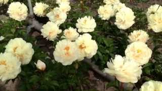 Peony Pastelegance  wwwpeonyshopcom [upl. by Fancy]