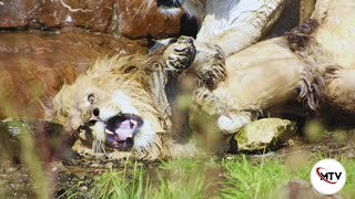 Lion vs Lion  Why Serengeti Lions kill Their King [upl. by Cline]