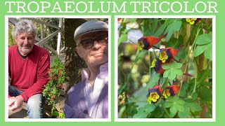 How to grow Tropaeolum tricolor also know as the Chilean nasturtium its a sensational climber [upl. by Pauli]