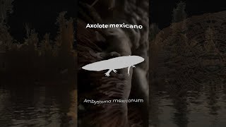 Axolote mexicano Ambystoma mexicanum [upl. by Nawuj]