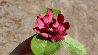 Sweetshrub Calycanthus floridus and hybrids  Plant Identification [upl. by Alidia]