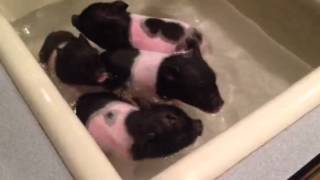 Mini piglets first bath [upl. by Carrol]